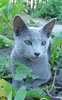 Русский голубой кот Артамон 3 мес