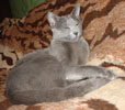 Русский голубой кот Артамон