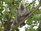 Русская голубая кошка Джози на дереве