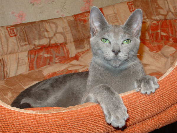 Русские голубые котята