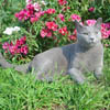 Русский голубой кот Jolie Preferee Хрусталь