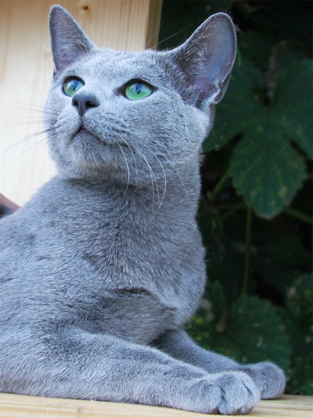 русские голубые котята, питомник Жоли Префере