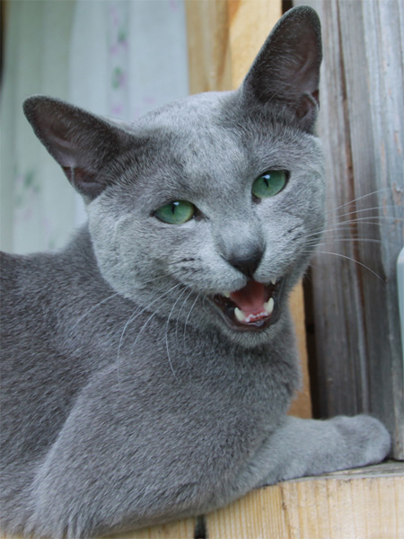 Русский голубой кот Жемчуг