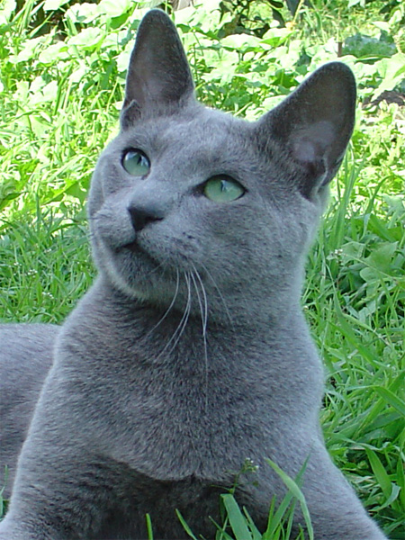 Русский голубой кот Жемчуг