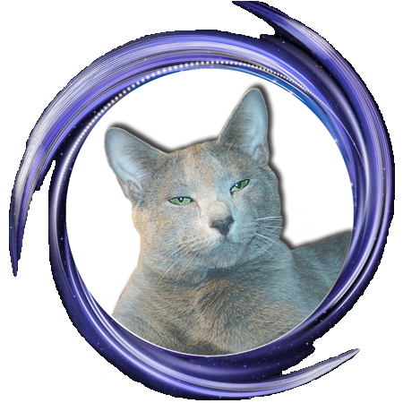 Русский голубой кот Артамон