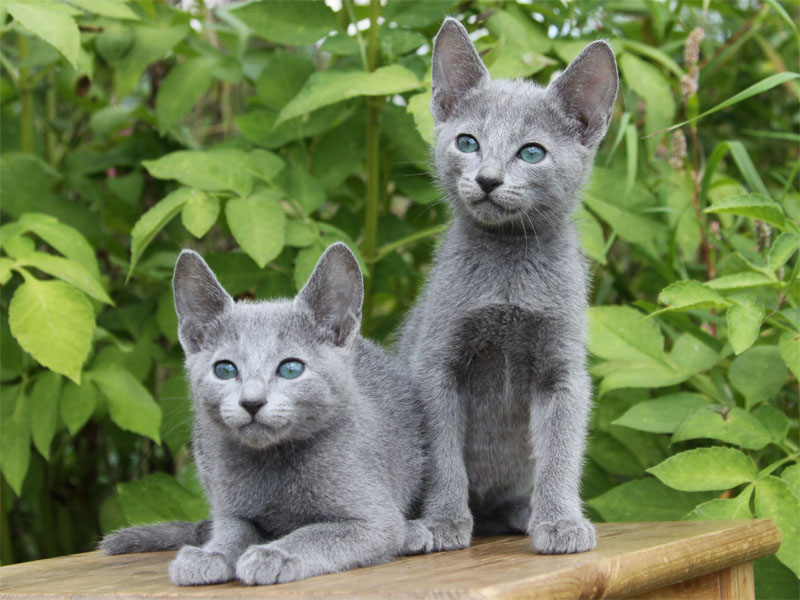 Продаются русские голубые котята из питомника Русских голубых кошек Jolie Preferee