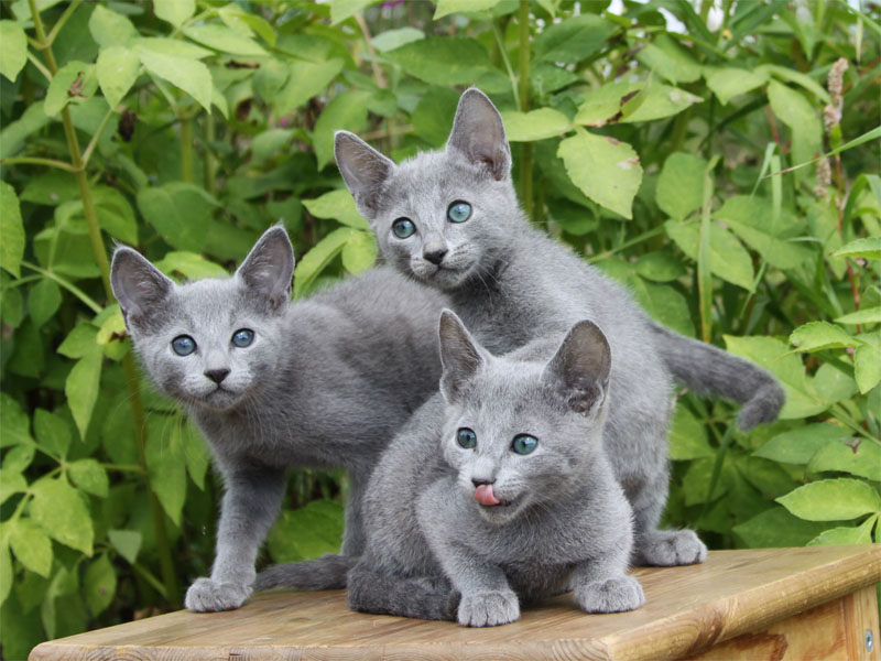 Продаются русские голубые котята из питомника Русских голубых кошек Jolie Preferee