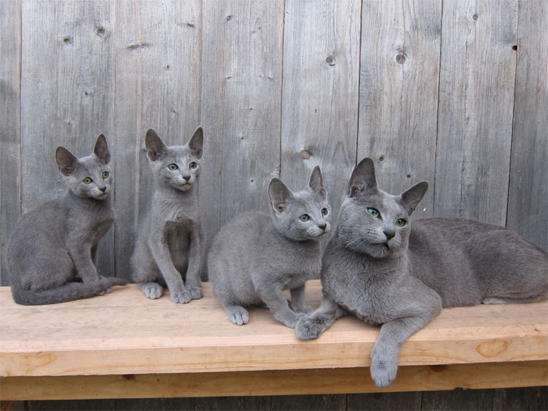 Продаются русские голубые котята из питомника Jolie Preferee
