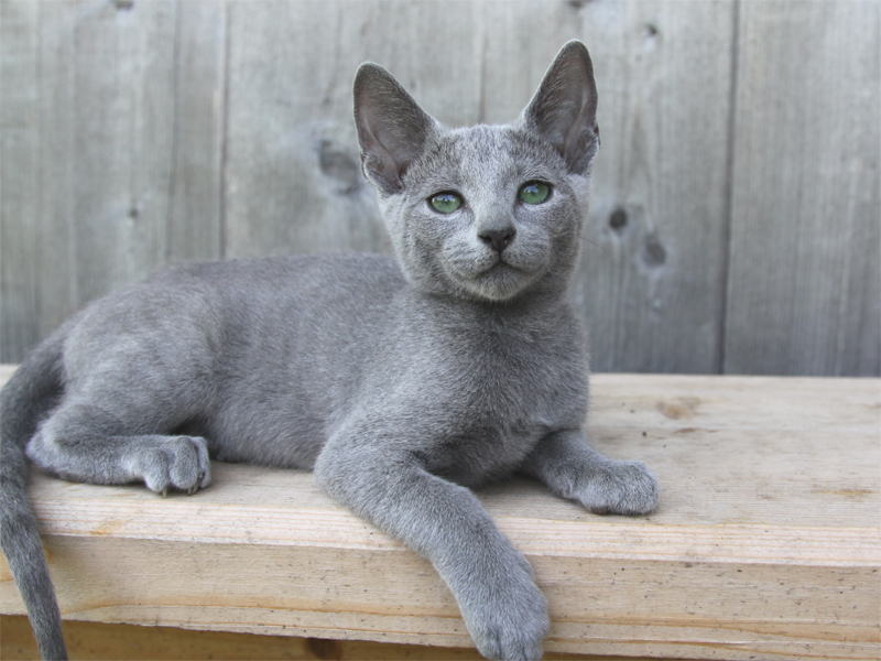 Продаются русские голубые котята из питомника Jolie Preferee